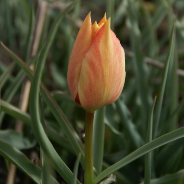 Tulipa batalinii 'Salmon Gem' Tulipa batalinii 'Salmon Gem'