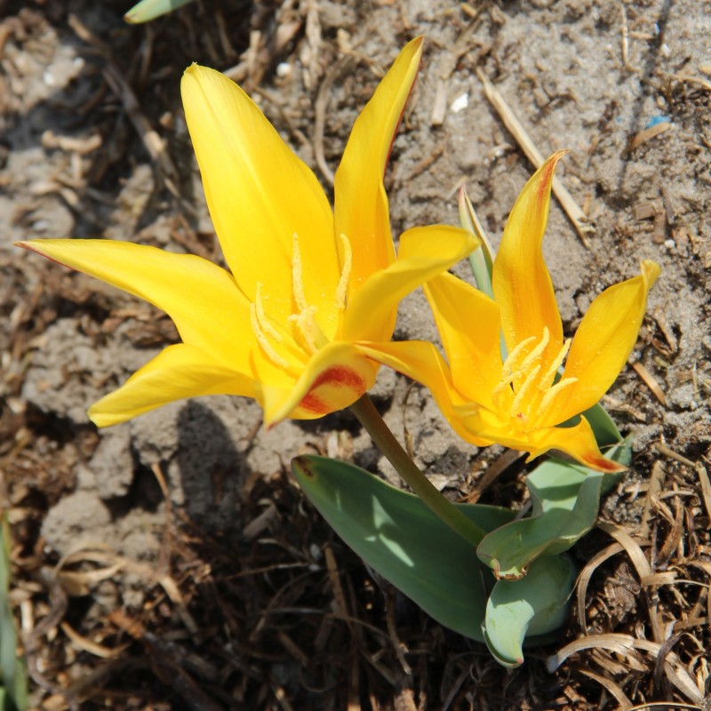Tulipa berkariense Tulipa berkariense