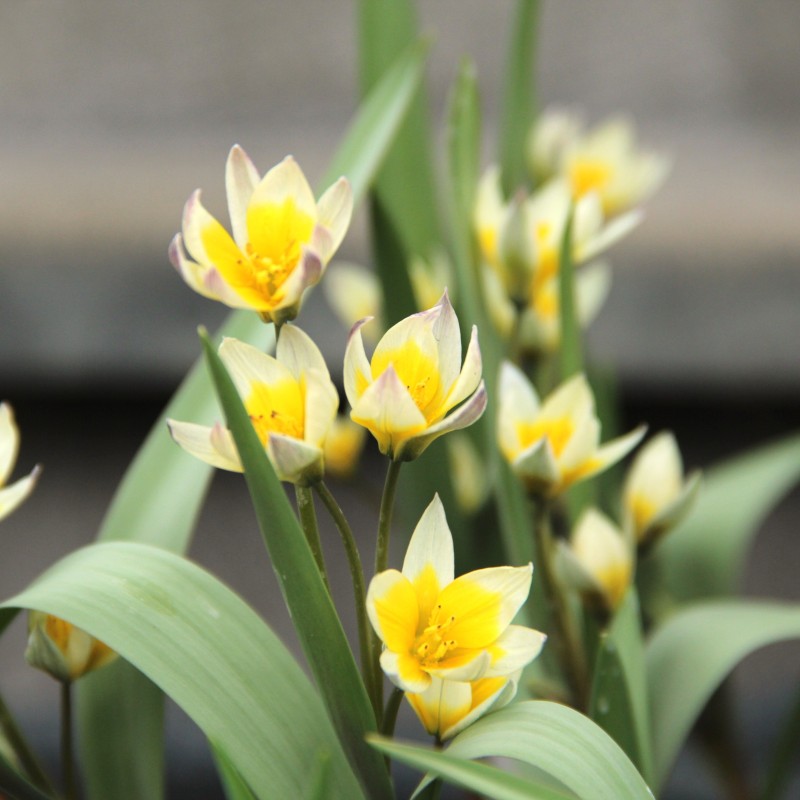 Tulipa bifloriformis 'Starlight' Tulipa bifloriformis 'Starlight'