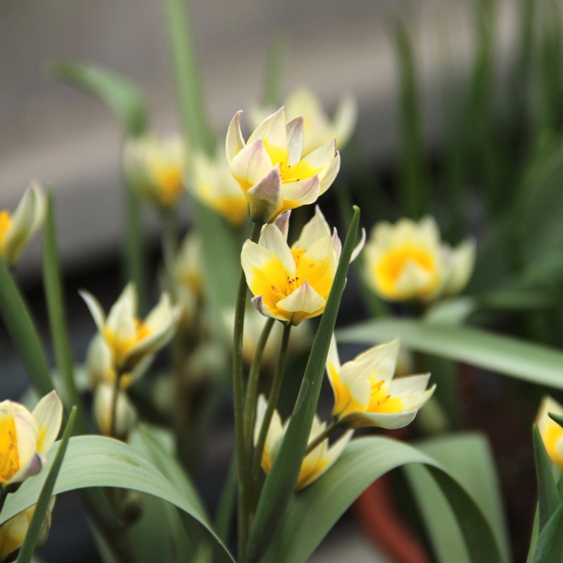 Tulipa bifloriformis 'Starlight' Tulipa bifloriformis 'Starlight'
