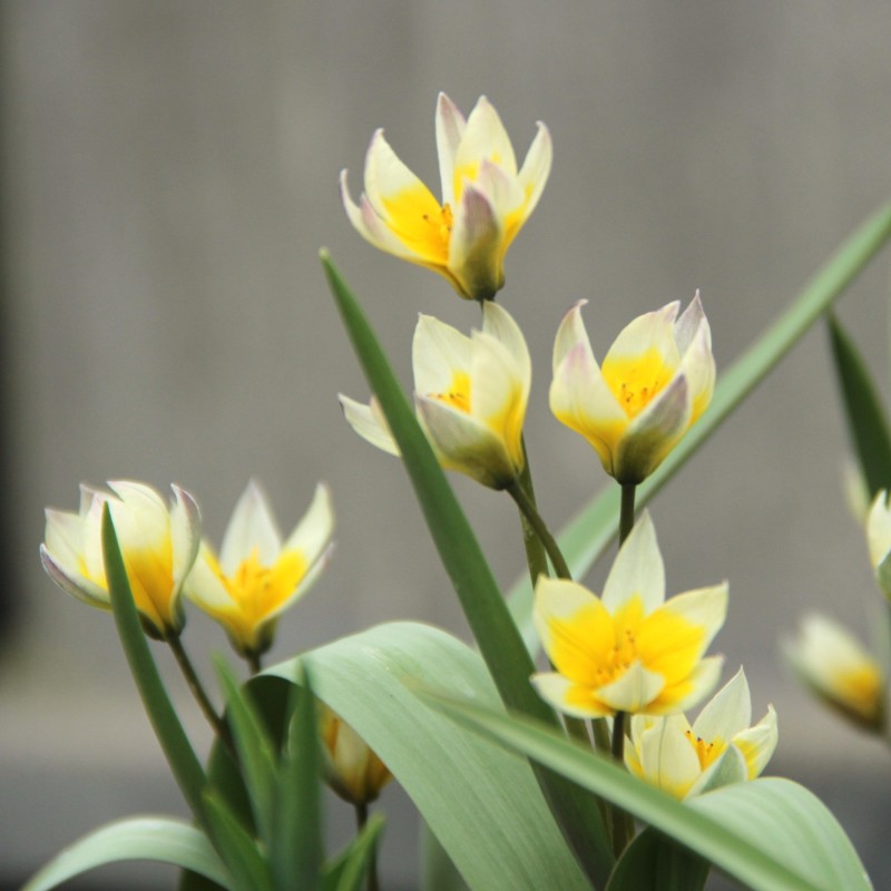 Tulipa bifloriformis 'Starlight' Tulipa bifloriformis 'Starlight'