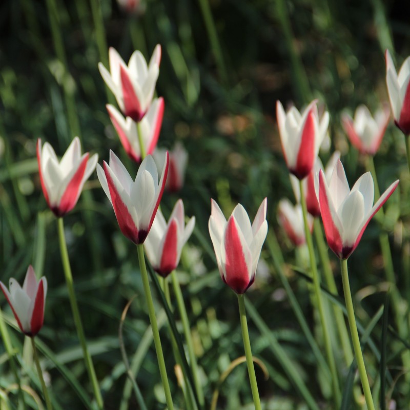 Tulipa clusiana Tulipa clusiana