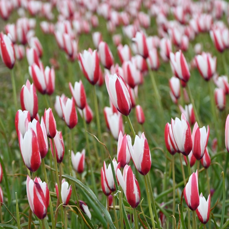 Tulipa clusiana Tulipa clusiana