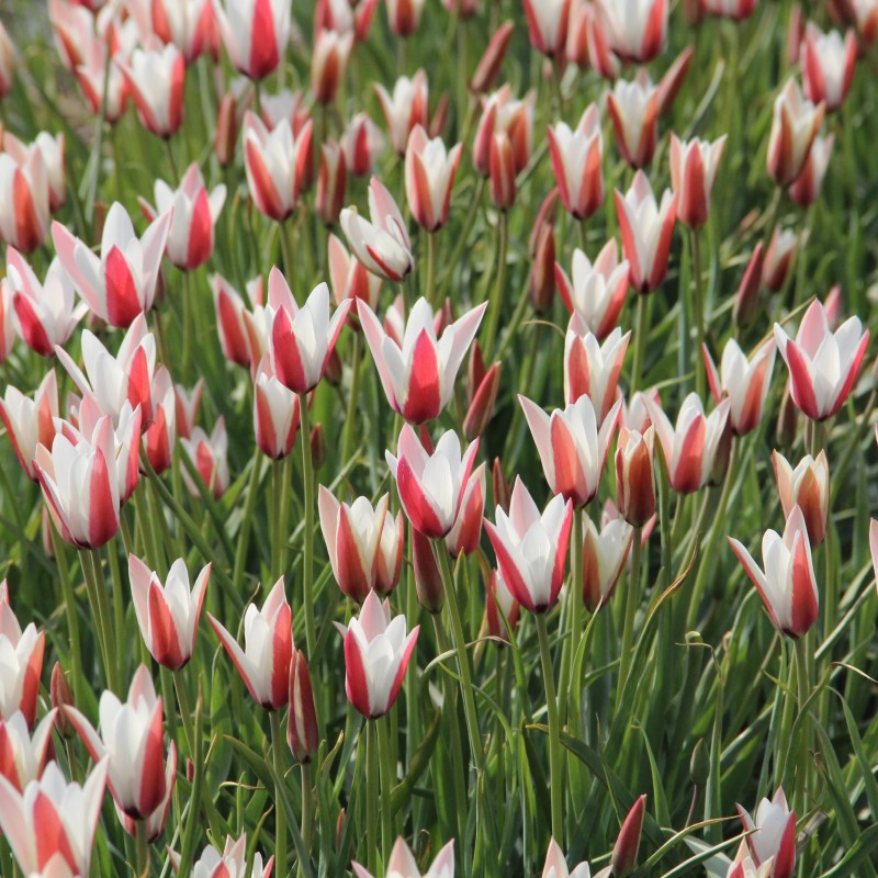 Tulipa clusiana Tulipa clusiana