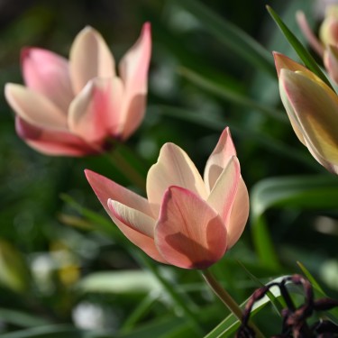 Tulipa clusiana 'Annika' Tulipa clusiana 'Annika'