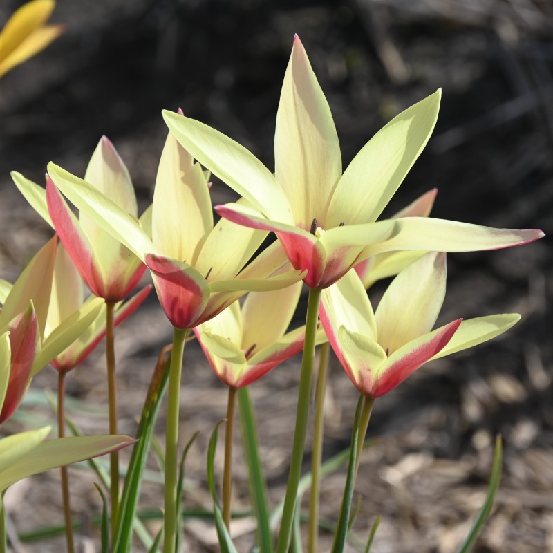 Tulipa clusiana 'Cynthia' Tulipa clusiana 'Cynthia'