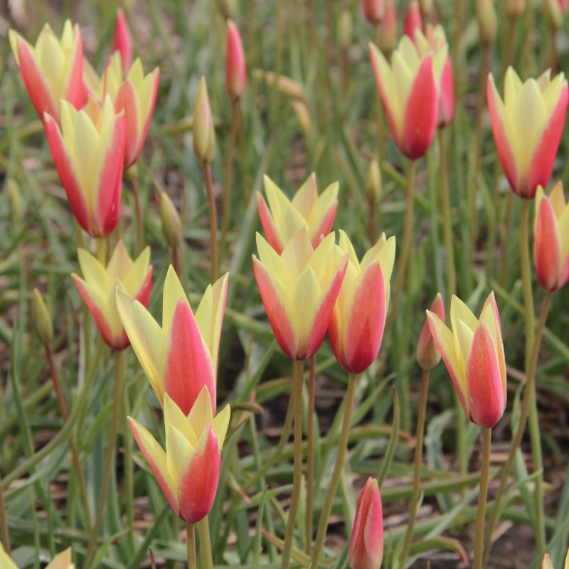 Tulipa clusiana 'Cynthia' Tulipa clusiana 'Cynthia'