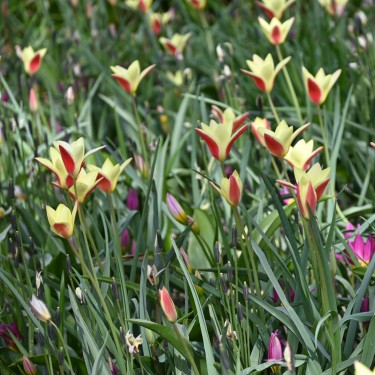 Tulipa clusiana 'Cynthia' Tulipa clusiana 'Cynthia'
