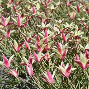 Tulipa clusiana 'Cynthia' Tulipa clusiana 'Cynthia'