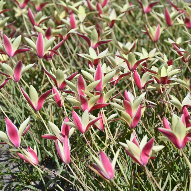 Tulipa clusiana 'Cynthia' Tulipa clusiana 'Cynthia'