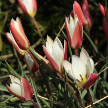 Tulipa clusiana 'Lady Jane' Tulipa clusiana 'Lady Jane'
