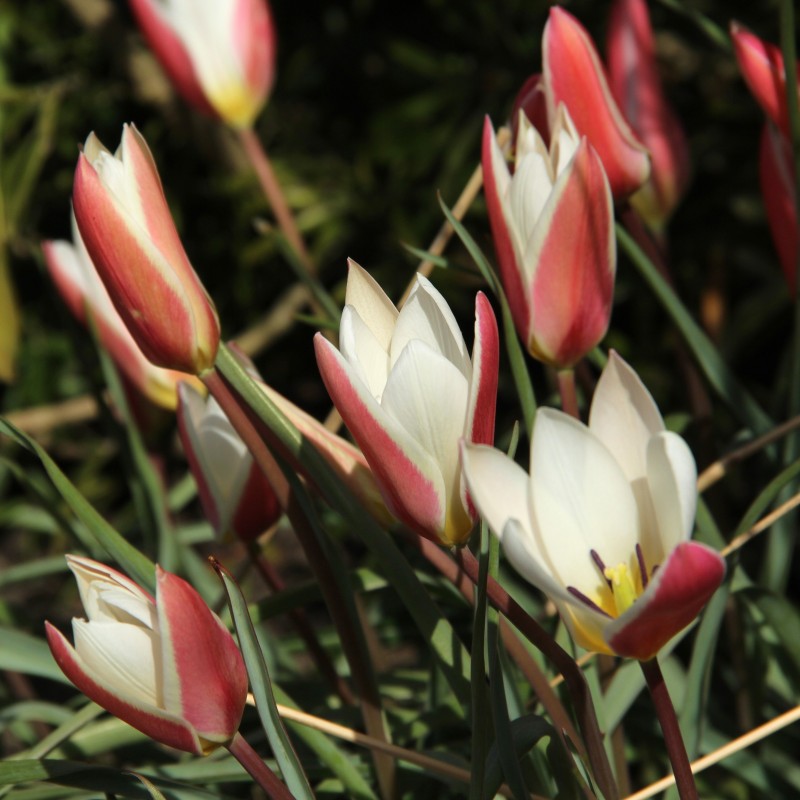 Tulipa clusiana 'Lady Jane' Tulipa clusiana 'Lady Jane'