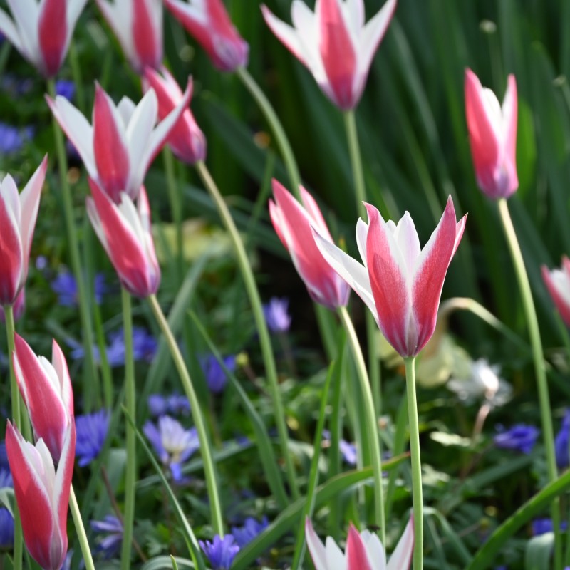 Tulipa clusiana 'Peppermintstick' Tulipa clusiana 'Peppermintstick'