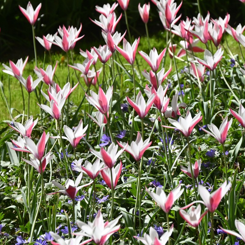 Tulipa clusiana 'Peppermintstick' Tulipa clusiana 'Peppermintstick'