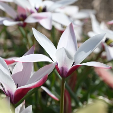 Tulipa clusiana 'Peppermintstick' Tulipa clusiana 'Peppermintstick'
