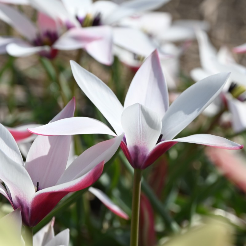 Tulipa clusiana 'Peppermintstick' Tulipa clusiana 'Peppermintstick'
