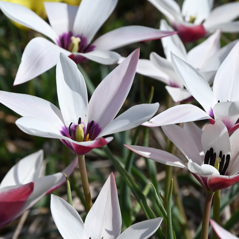 Tulipa clusiana 'Peppermintstick' Tulipa clusiana 'Peppermintstick'