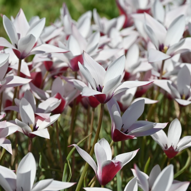 Tulipa clusiana 'Peppermintstick' Tulipa clusiana 'Peppermintstick'