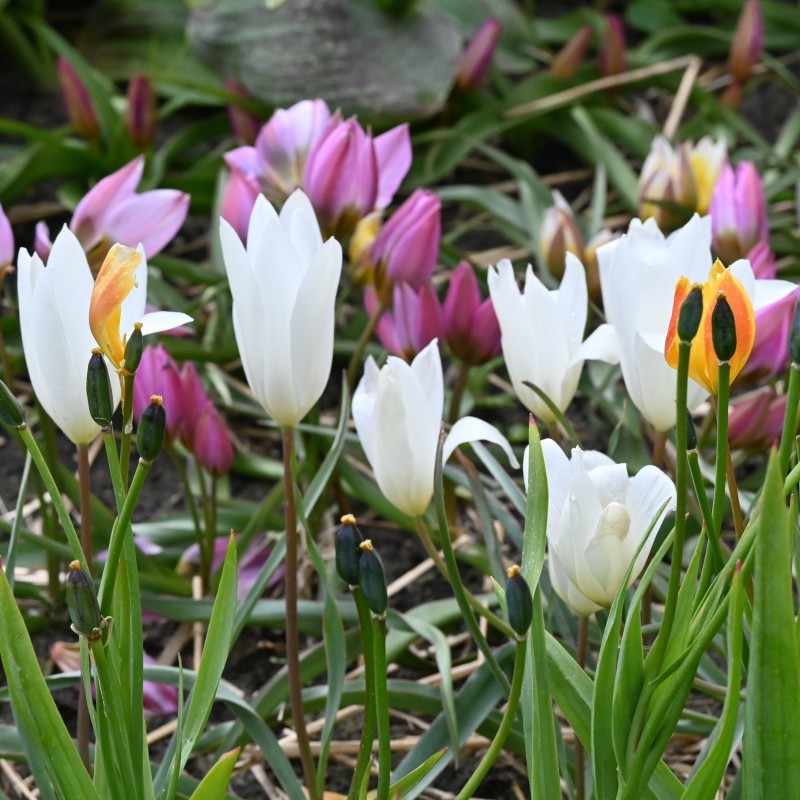 Tulipa clusiana 'Sylvia' Tulipa clusiana 'Sylvia'