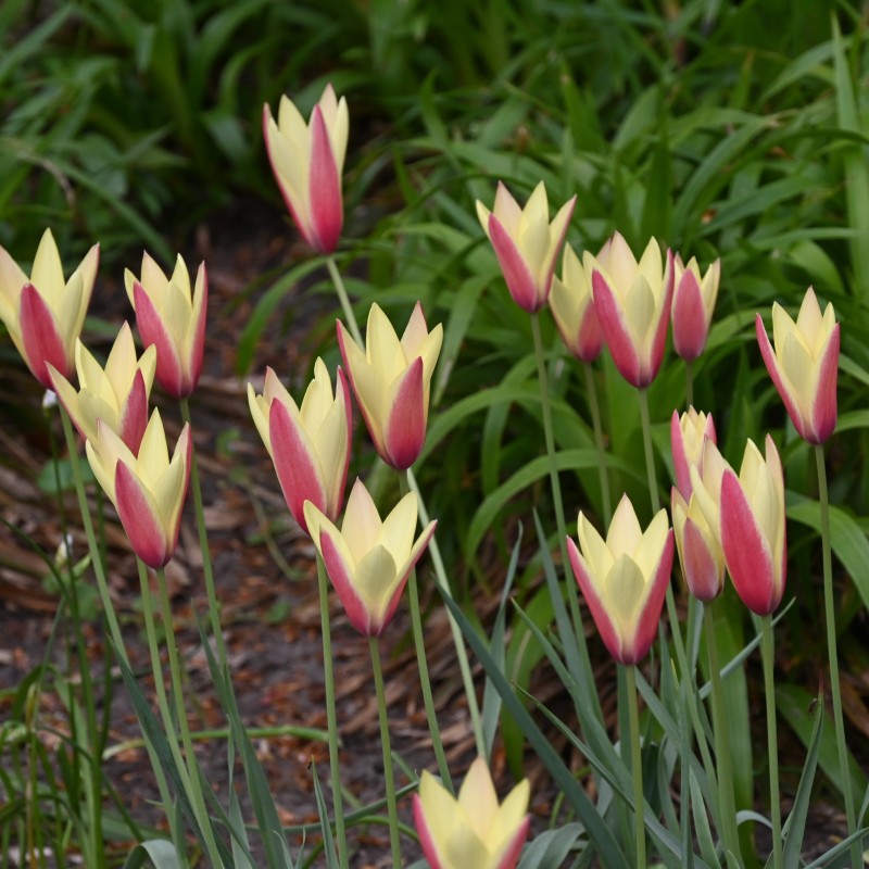 Tulipa clusiana 'Tinka' Tulipa clusiana 'Tinka'