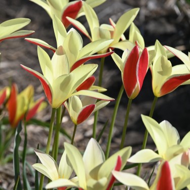 Tulipa clusiana 'Tinka' Tulipa clusiana 'Tinka'