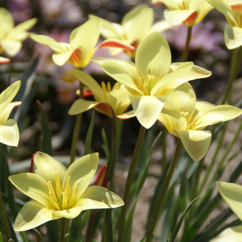 Tulipa clusiana 'Tinka' Tulipa clusiana 'Tinka'