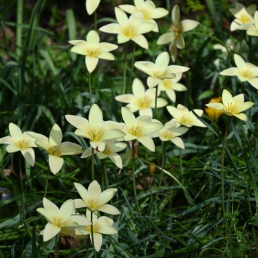 Tulipa clusiana 'Tinka' Tulipa clusiana 'Tinka'