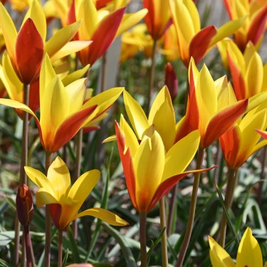 Tulipa clusiana var chrysantha 'Tubergens Gem'