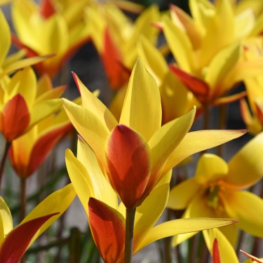 Tulipa clusiana var chrysantha 'Tubergens Gem' Tulipa clusiana var chrysantha 'Tubergens Gem'