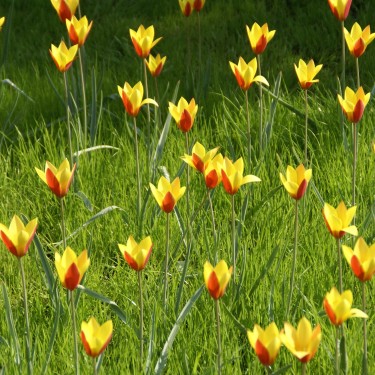 Tulipa clusiana var chrysantha 'Tubergens Gem' Tulipa clusiana var chrysantha 'Tubergens Gem'