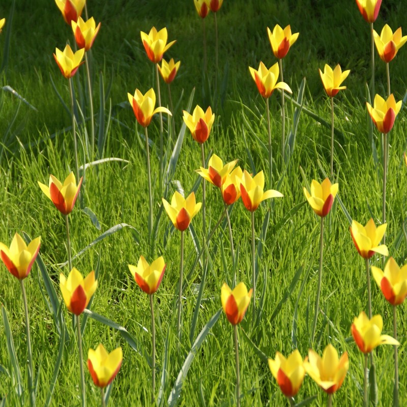 Tulipa clusiana var chrysantha 'Tubergens Gem' Tulipa clusiana var chrysantha 'Tubergens Gem'