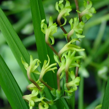 Anomatheca viridis