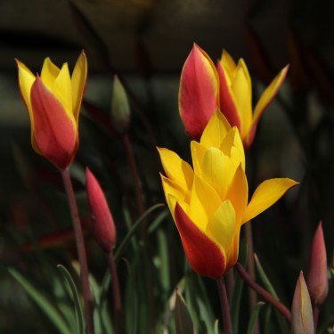 Tulipa clusiana var chrysantha 'Tubergens Gem' Tulipa clusiana var chrysantha 'Tubergens Gem'