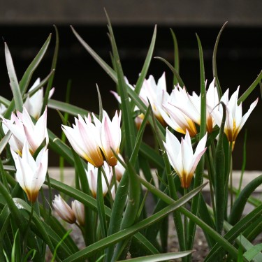 Tulipa cretica 'Chania' Tulipa cretica 'Chania'