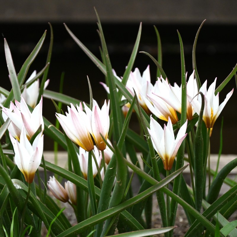 Tulipa cretica 'Chania' Tulipa cretica 'Chania'