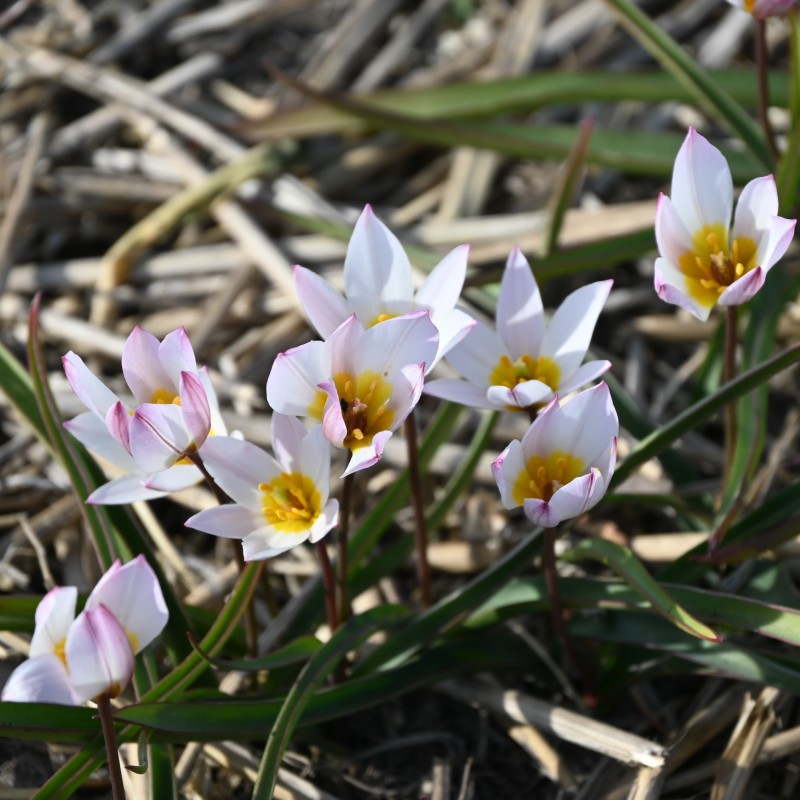 Tulipa cretica 'Hilde'