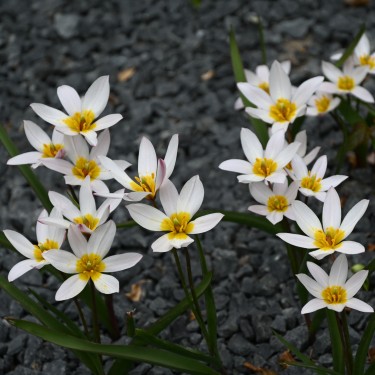 Tulipa cretica 'Hilde'