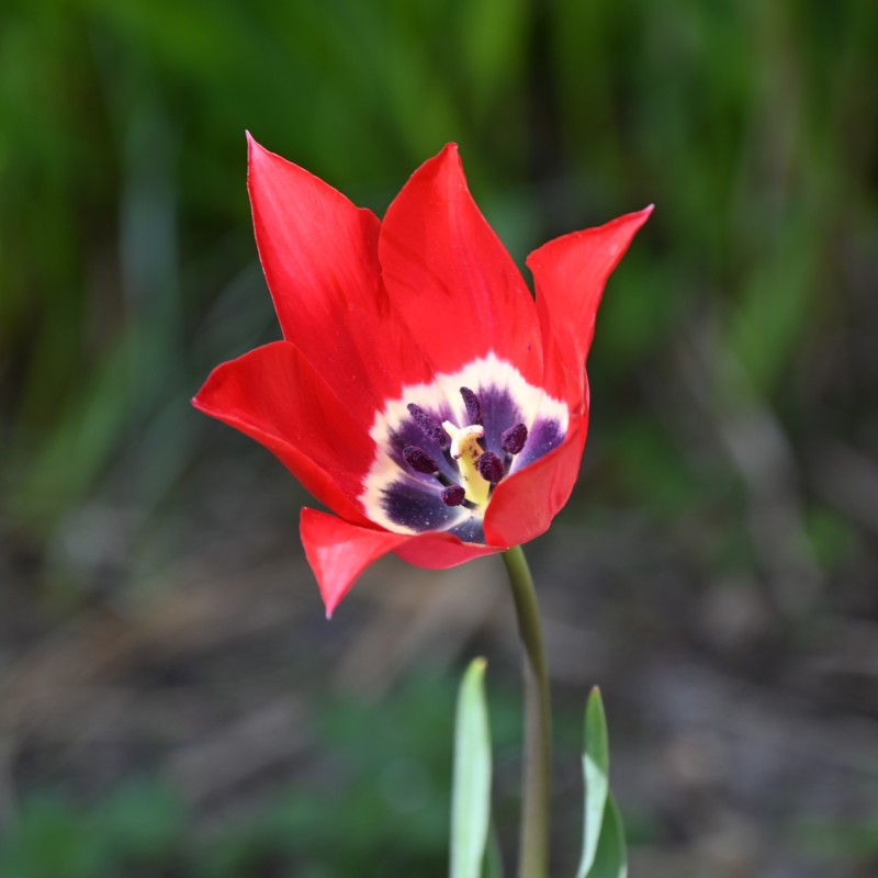 Tulipa didieri Tulipa didieri