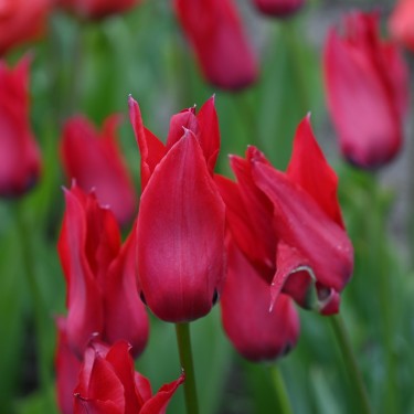 Tulipa didieri Tulipa didieri