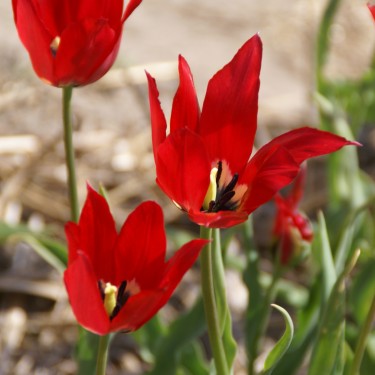 Tulipa didieri Tulipa didieri