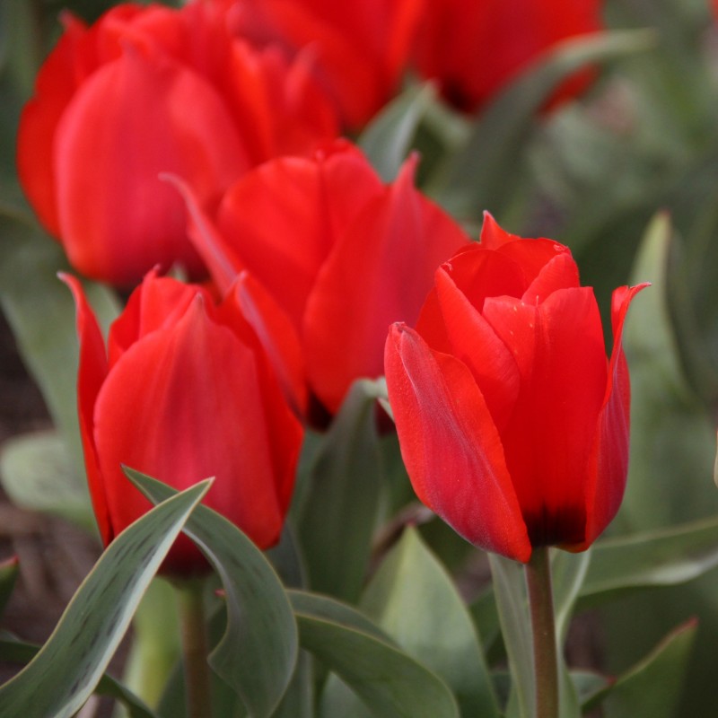 Tulipa Greigii | Beautiful flowers and unique leaves | Nijssenbulbs.com Tulipa Greigii | Beautiful flowers and unique leaves | Nijssenbulbs.com