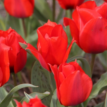 Tulipa Greigii | Beautiful flowers and unique leaves | Nijssenbulbs.com