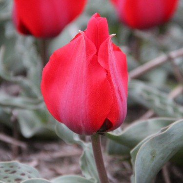 Tulipa Greigii | Beautiful flowers and unique leaves | Nijssenbulbs.com Tulipa Greigii | Beautiful flowers and unique leaves | Nijssenbulbs.com