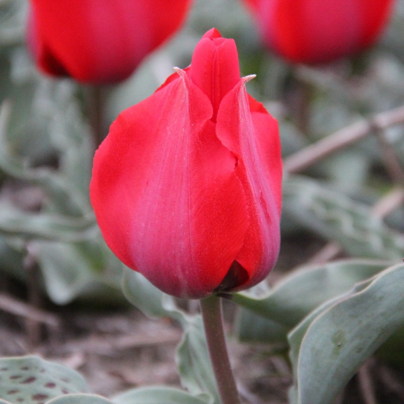 Tulipa Greigii | Beautiful flowers and unique leaves | Nijssenbulbs.com Tulipa Greigii | Beautiful flowers and unique leaves | Nijssenbulbs.com