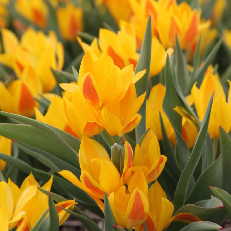 Tulipa heweri Tulipa heweri