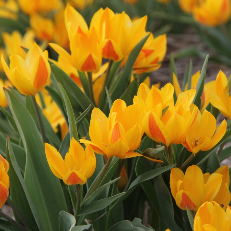 Tulipa heweri Tulipa heweri
