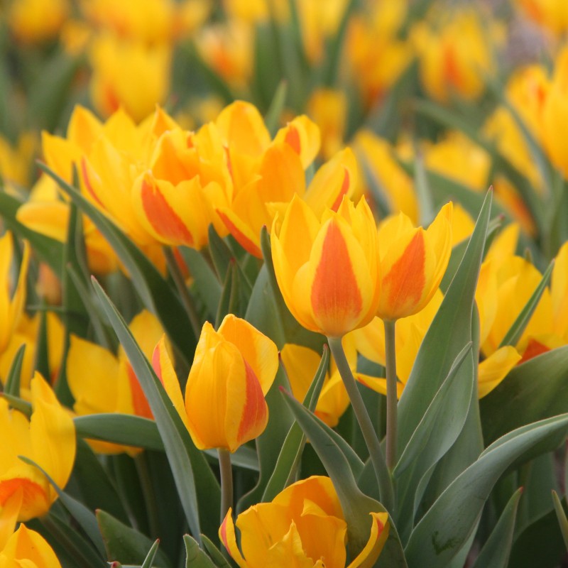 Tulipa heweri Tulipa heweri