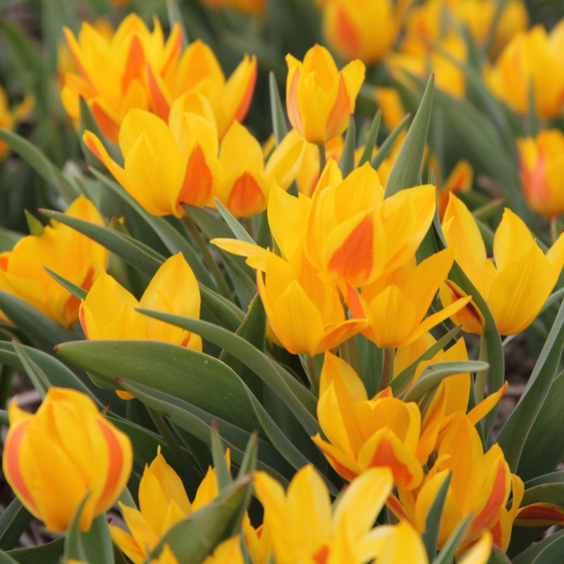 Tulipa heweri Tulipa heweri