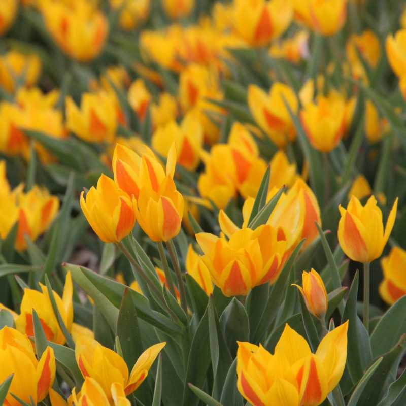 Tulipa heweri Tulipa heweri