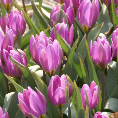 Tulipa humilis